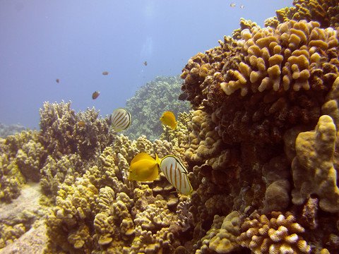 Sample Pic taken with 305