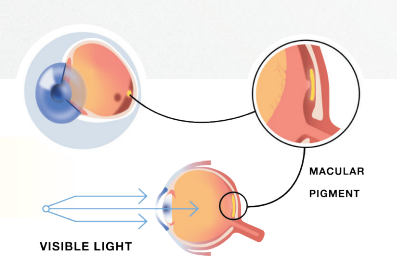 How Macuhealth works on the macular pigment