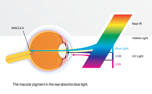 How the macular pigment in the eye absorbs blue light